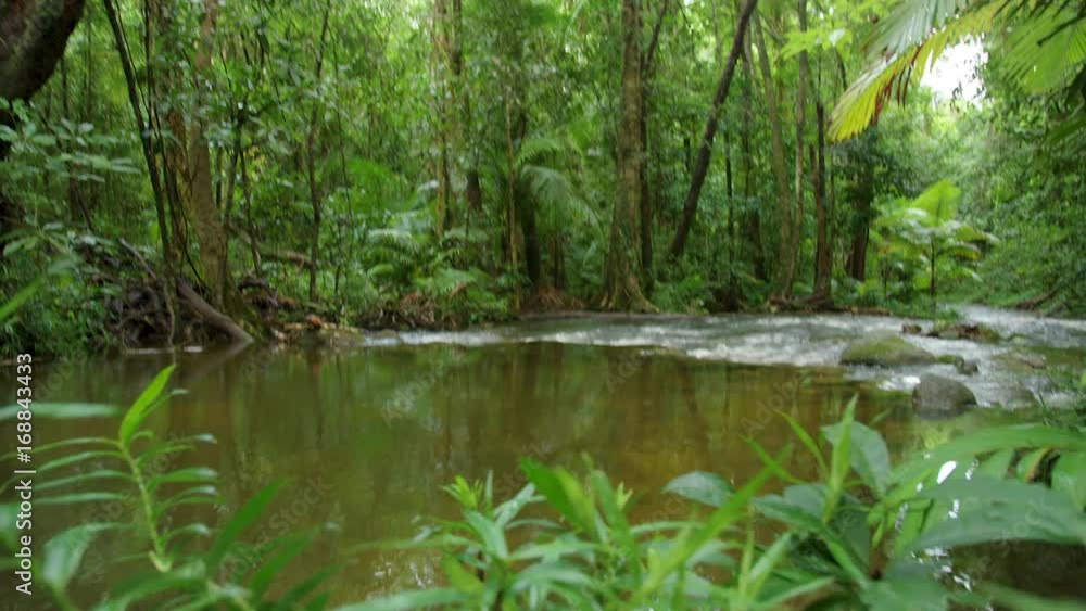 A medium shot of a creek in the bush A medium shot of a creek in the bush