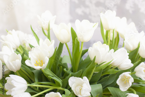 White tulips background. 