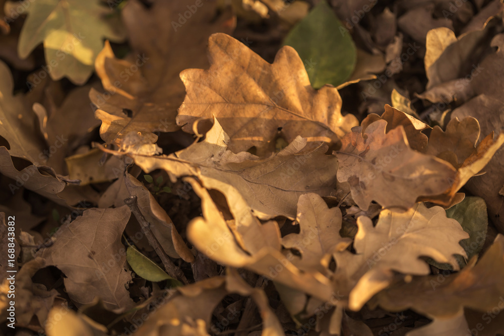 Texture of autumn leaves on ground