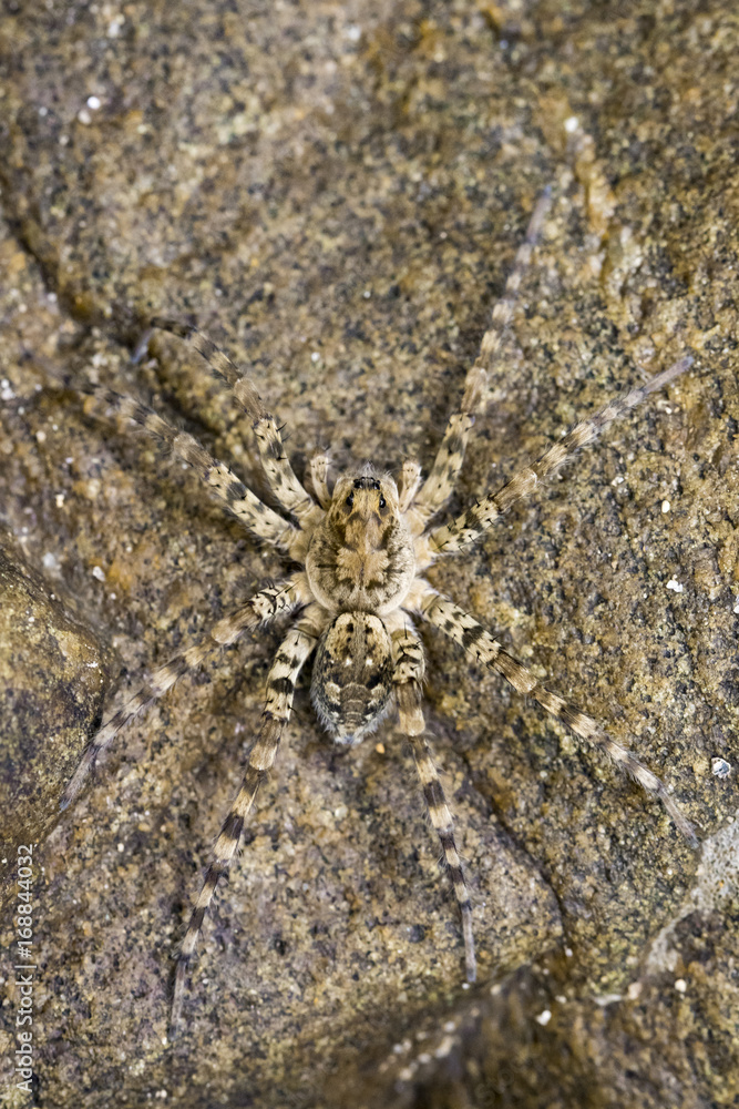 Image of River Huntress Spiders (Venatrix arenaris) on the rock. Insect Animal Image of River Huntress Spiders (Venatrix arenaris) on the rock. Insect Animal