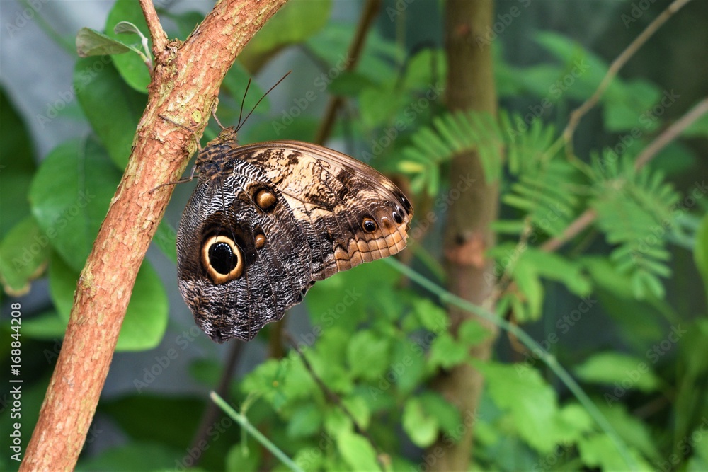Beautiful large butterfly 