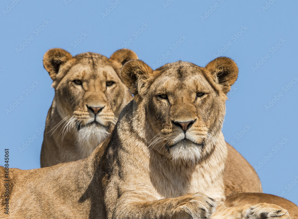 Obraz premium Lioness