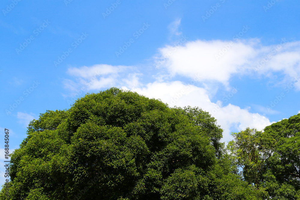 Tree and sky.