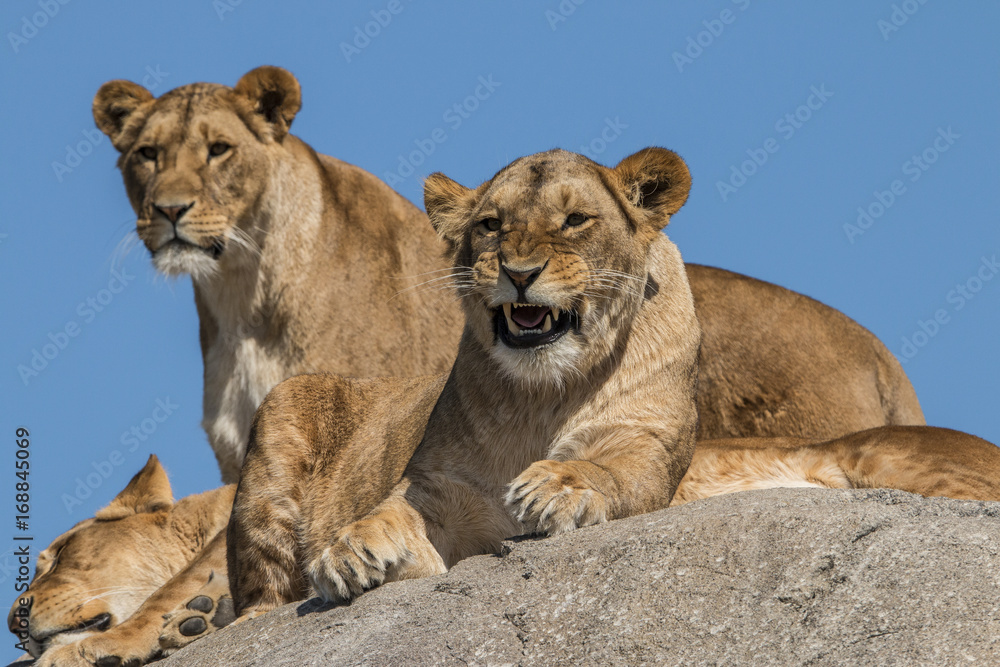 Lioness (cap) Lioness (cap)