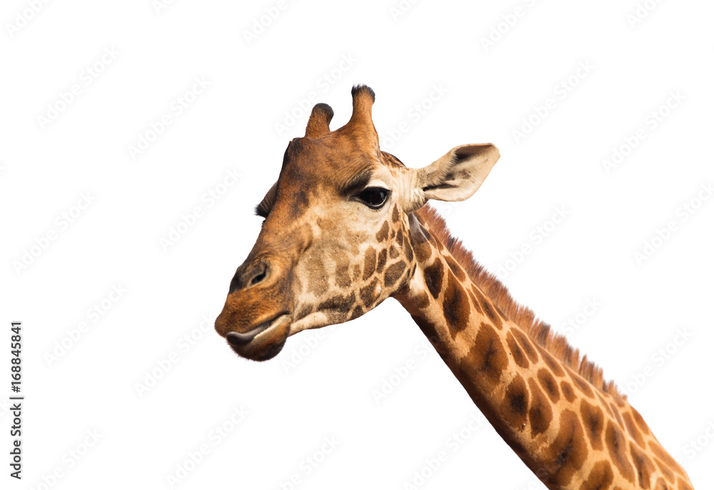 Obraz premium close up of giraffe head