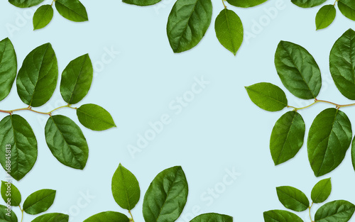 green leaves on blue background