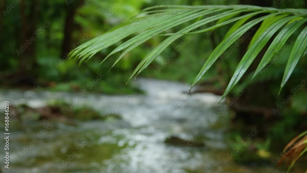 A medium shot of a jungle river