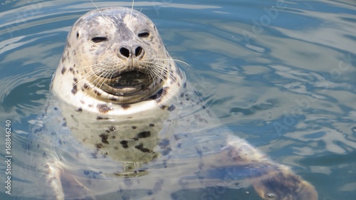 Harbor Seal (Phoca vitulina) in the Pacific Ocean. 