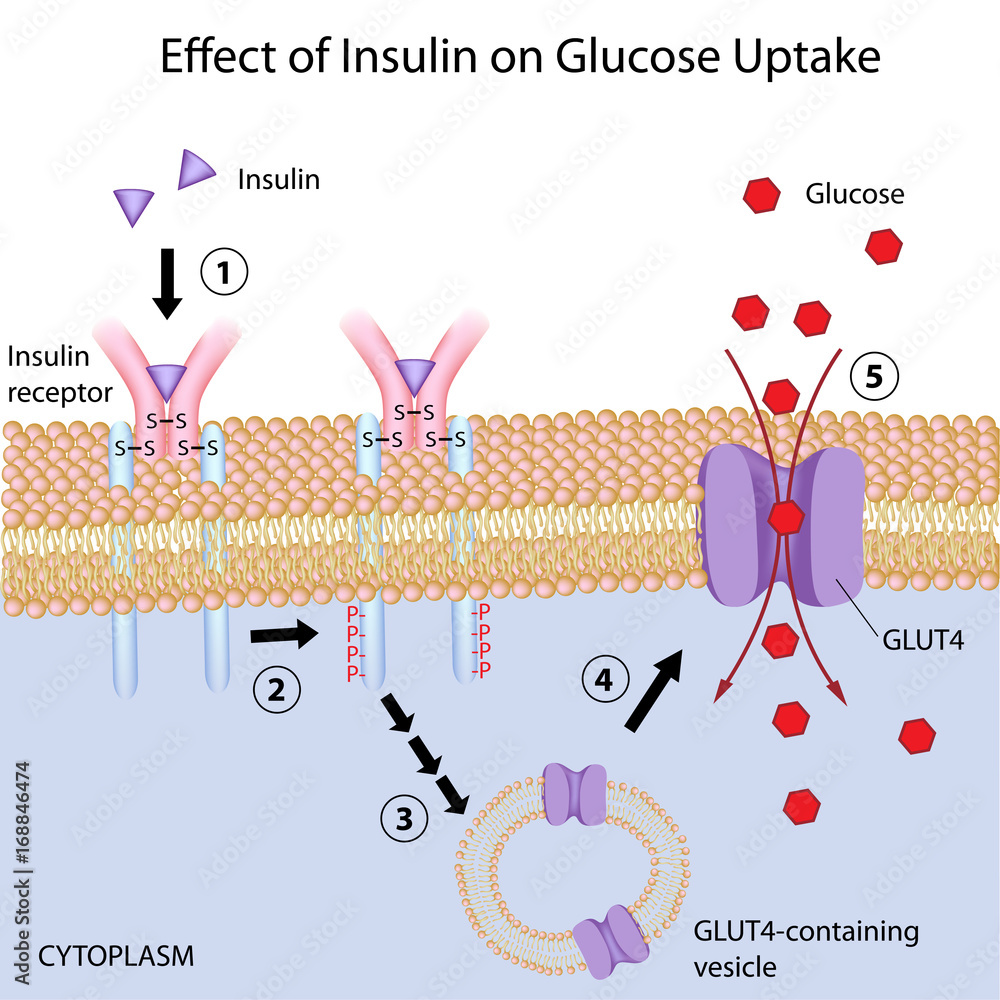 Insulin Induces Glucose Uptake By Target Cells Stock Illustration a1c-levels-table-cabinets-matttroy