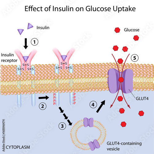 Insulin induces glucose uptake by target cells. 