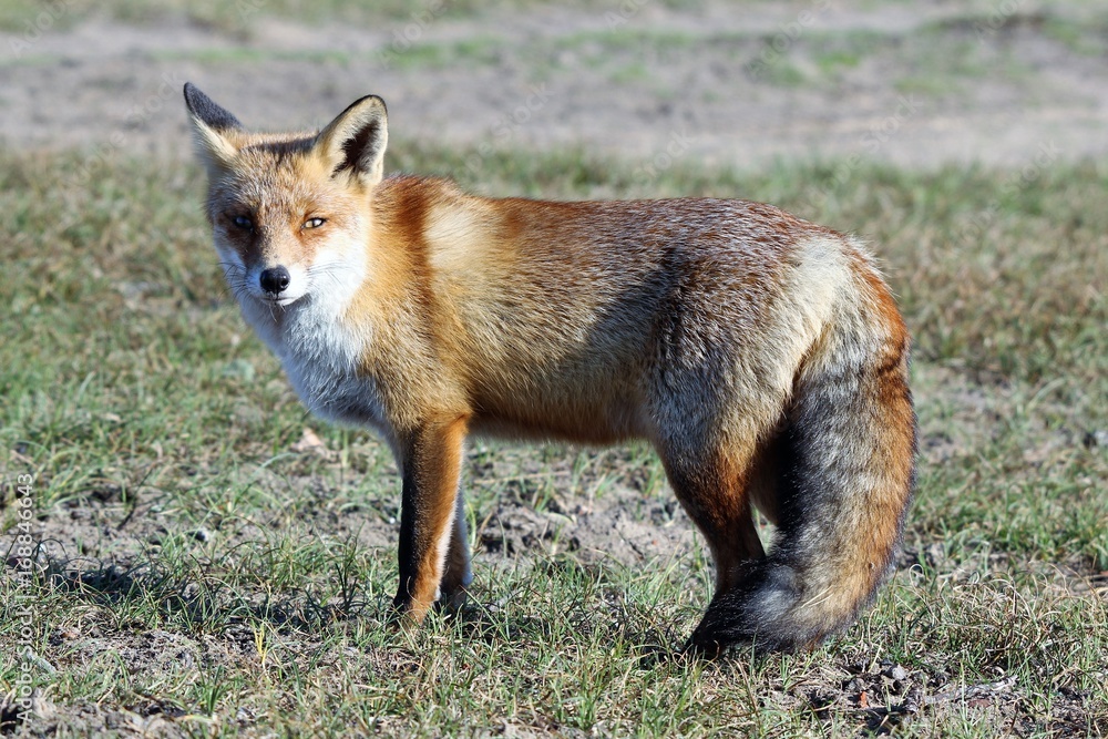 Fox Fox