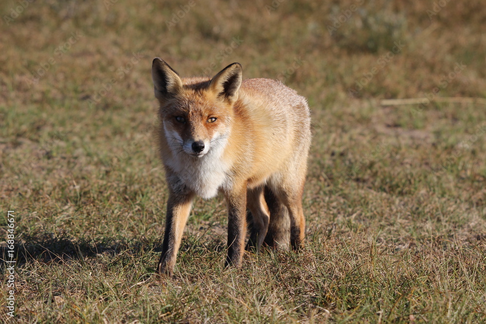 Fox Fox