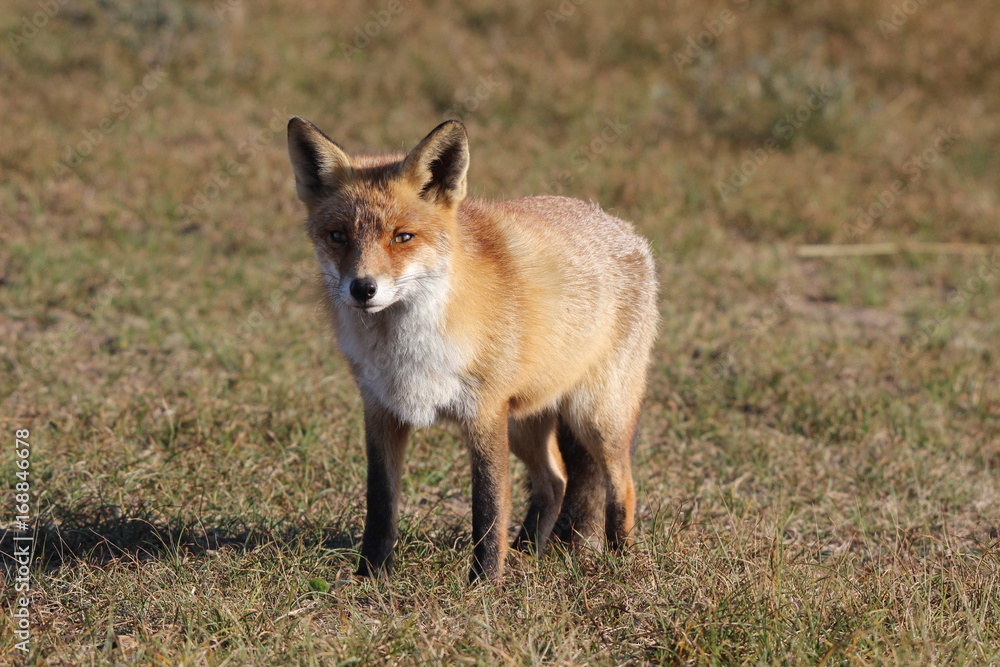 Fox Fox