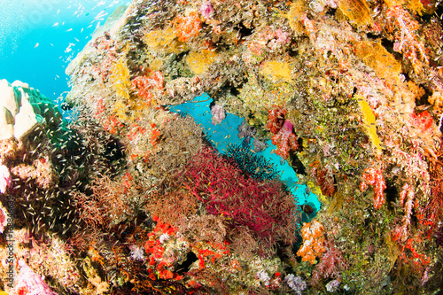 Wonderful and beautiful underwater world with corals and fish