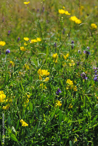 Bienenweide in Schweden