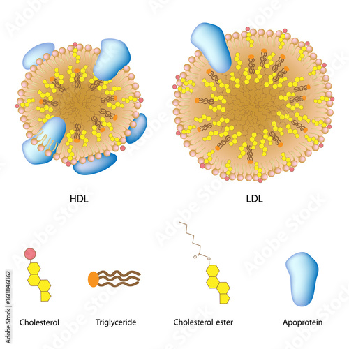Lipoproteins of the blood, LDL, HDL photo