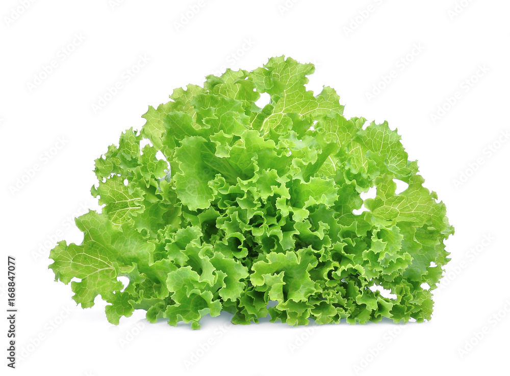 fresh green lettuce salad leaves isolated on white background fresh green lettuce salad leaves isolated on white background