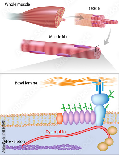 Muscle fiber structure showing dystrophin location