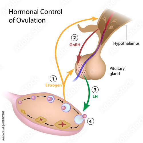 Принти на полотні Hormonal control of ovulation