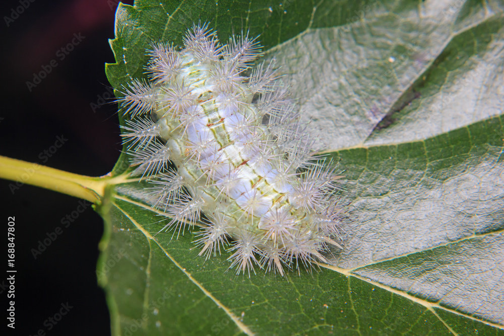 Fototapeta premium caterpillar worm on leaf in the garden