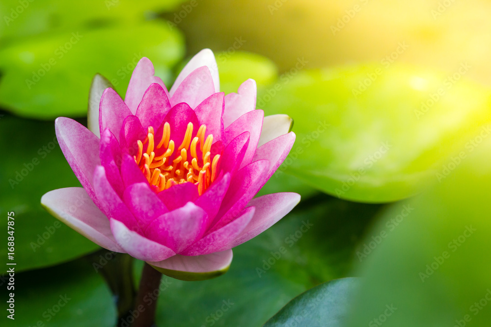 beautiful lotus flower Ellisiana or Tubtim Siam Water Lily blooming on pond beautiful lotus flower Ellisiana or Tubtim Siam Water Lily blooming on pond