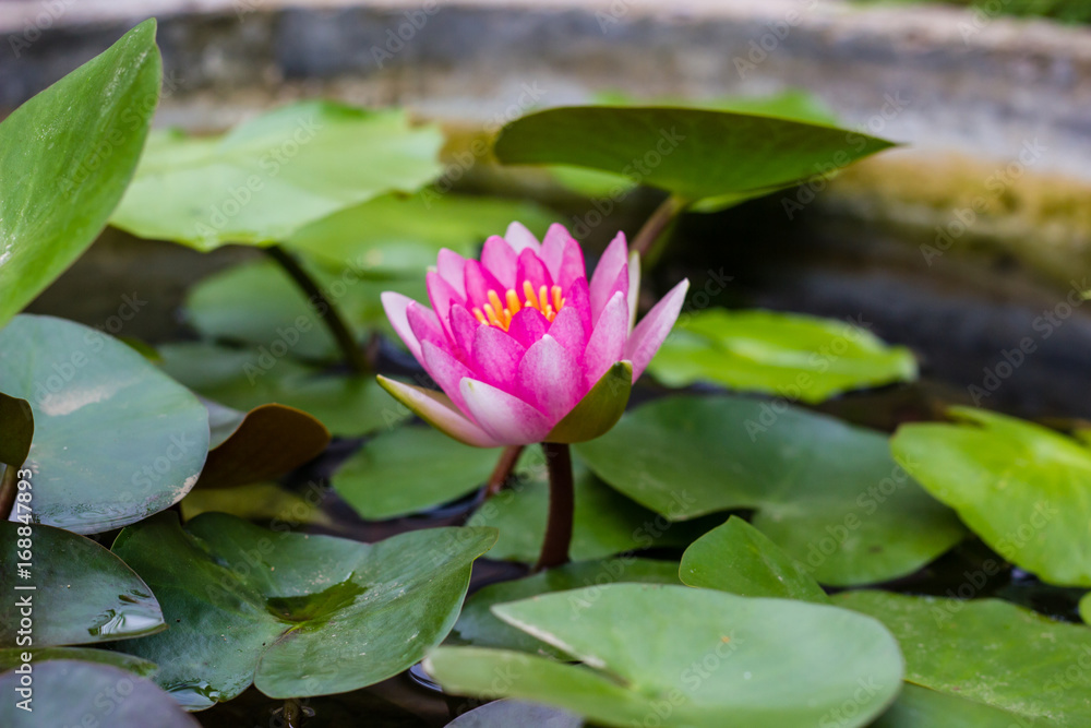 beautiful lotus flower Ellisiana or Tubtim Siam Water Lily blooming on pond beautiful lotus flower Ellisiana or Tubtim Siam Water Lily blooming on pond