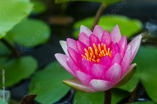 beautiful lotus flower Ellisiana or Tubtim Siam Water Lily blooming on pond