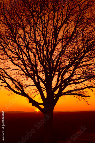 Sonnenuntergang Baum ohne Blätter