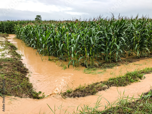 corn plants on a field flooded damage after heavy rain