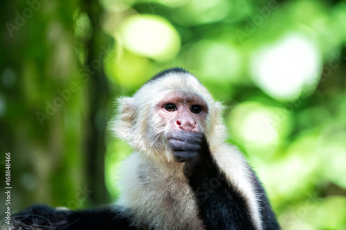 Primate in jungle on sunny day