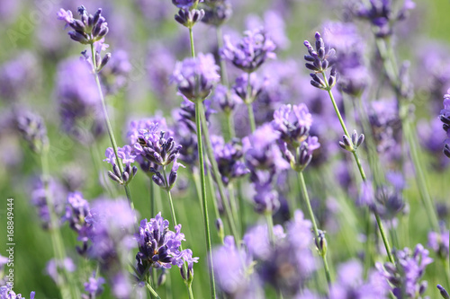 Lavendel Wiese