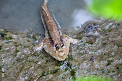 Horizontal photo of Mudskipper,Amphibious fish on the mangrove tree.Found in Thailand will be the genetic line such as Periophthalmus barbarus, Periophthalmodon schlosseri and Boleophthalmus boddarti © Nitiphonphat