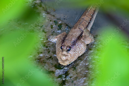 Horizontal photo of Mudskipper,Amphibious fish on the mangrove tree.Found in Thailand will be the genetic line such as Periophthalmus barbarus, Periophthalmodon schlosseri and Boleophthalmus boddarti photo