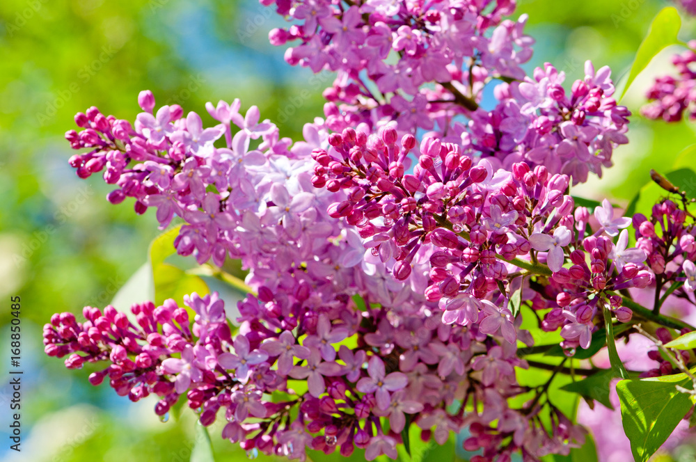 Obraz premium Pink blooms