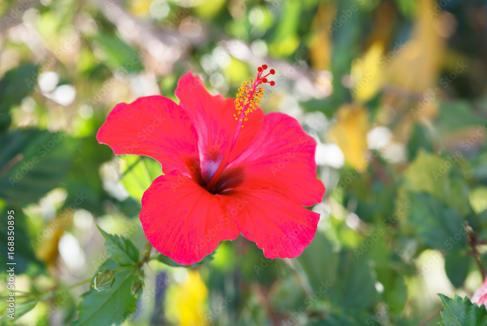 Fototapeta premium Single red hibiscus