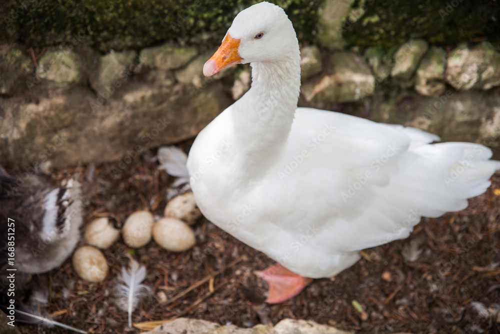 Obraz premium ganso granja