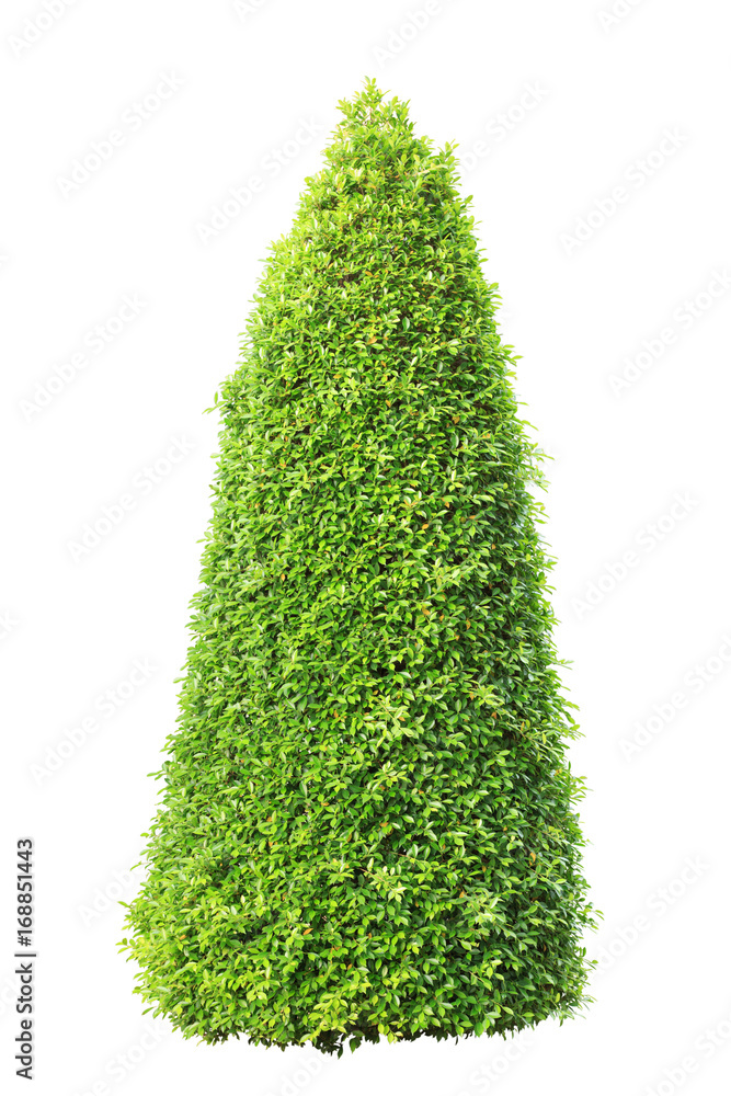 Tall bush isolated,Objects with Clipping Paths Tall bush isolated,Objects with Clipping Paths