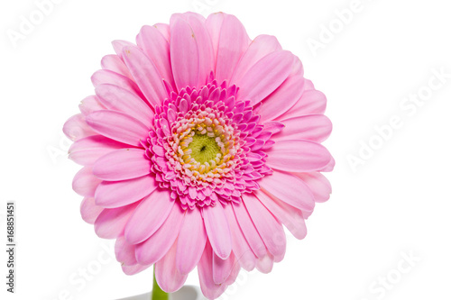 Fotografi närbild på en rosa gerbera isolerat mot vit bakgrund