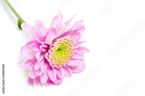 rosa blomma isolerat mot vitt med spegling photo
