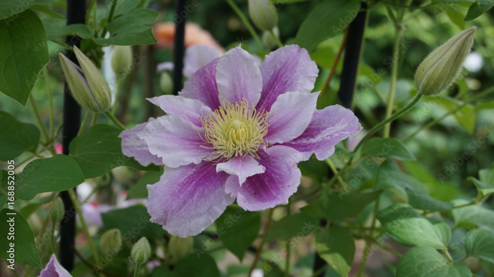 clematis liilu purple white flower clematis liilu purple white flower
