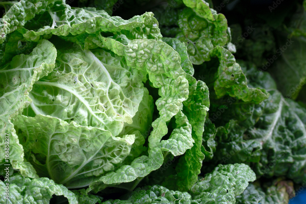 Soft focus of Big cabbage in the garden Soft focus of Big cabbage in the garden