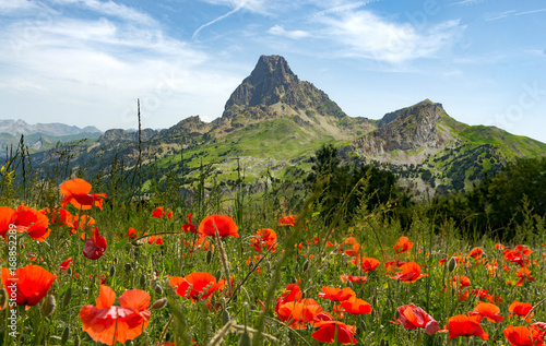 Fototapeta View of  Pic du Midi d'Ossau in French Pyrenees, with field of poppies
