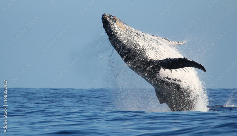 Naklejka premium Imponujące skoki wielorybów na wyspie Reunion