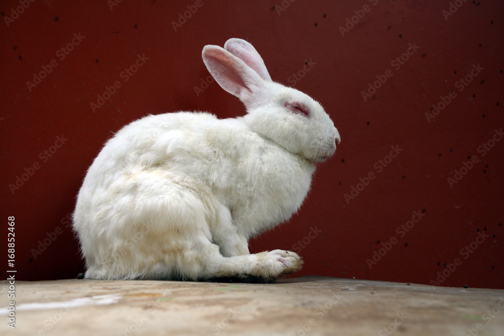 White rabbit sitting on the rock table and red background. It is a burrowing, gregarious, plant-eating mammal with long ears, long hind legs, and a short tail. White rabbit sitting on the rock table and red background. It is a burrowing, gregarious, plant-eating mammal with long ears, long hind legs, and a short tail.