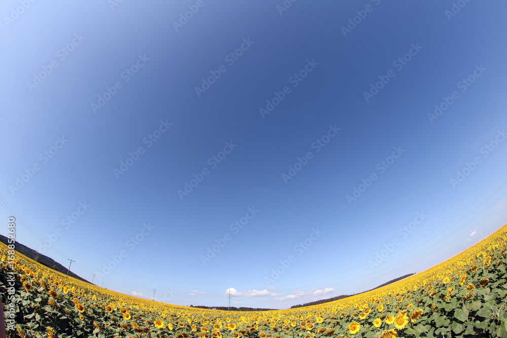 Obraz premium Sunflower field with blue sky fish eye lens view