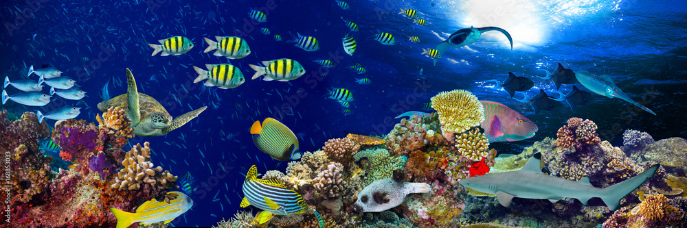 Naklejka premium kolorowa szeroka podwodna rafa koralowa panorama tła z wieloma rybami, żółwiami i życiem morskim / Unterwasser Korallenriff Hintergrund