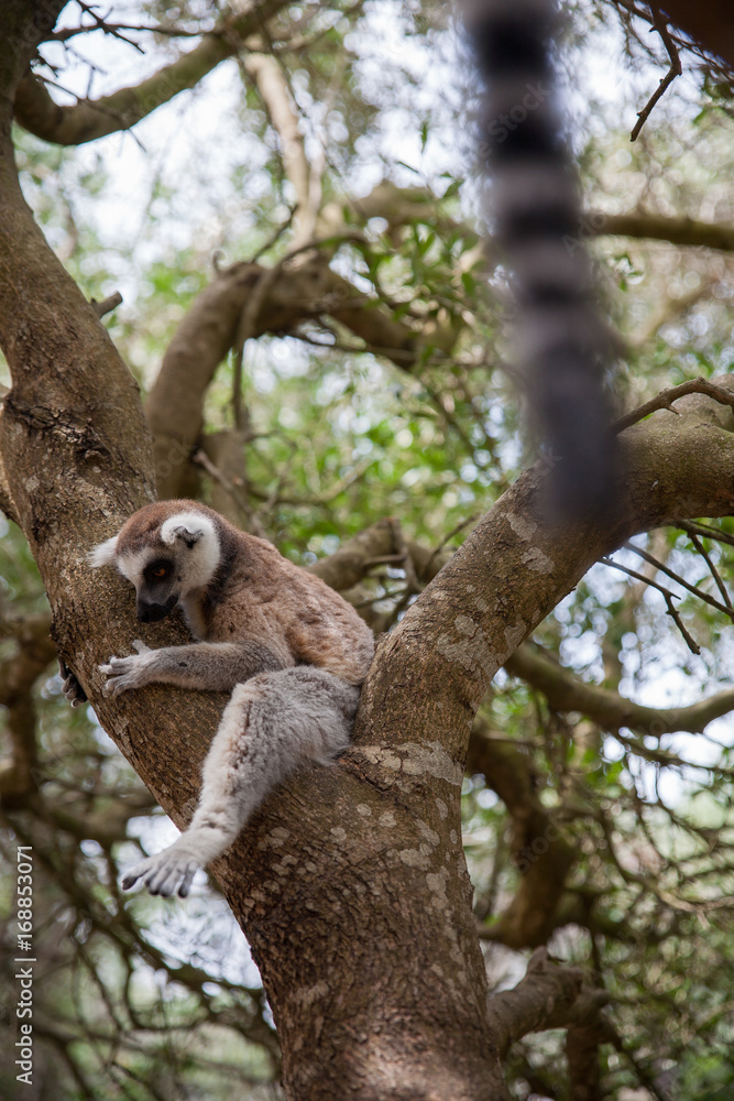 Fototapeta premium Ring-tailed lemur