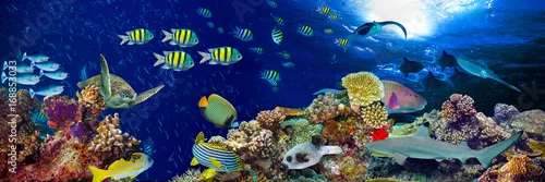 Fototapeta kolorowe szerokie podwodne rafy koralowej panorama transparent tło z wielu ryb żółwia i życia morskiego / Unterwasser Korallenriff Hintergrund