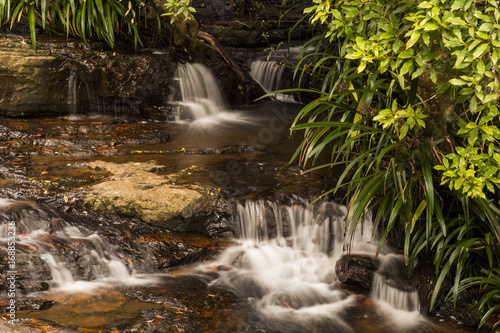 Fototapeta Naklejka Na Ścianę i Meble -  Twin Falls waterfall located in Springbrook National Park.