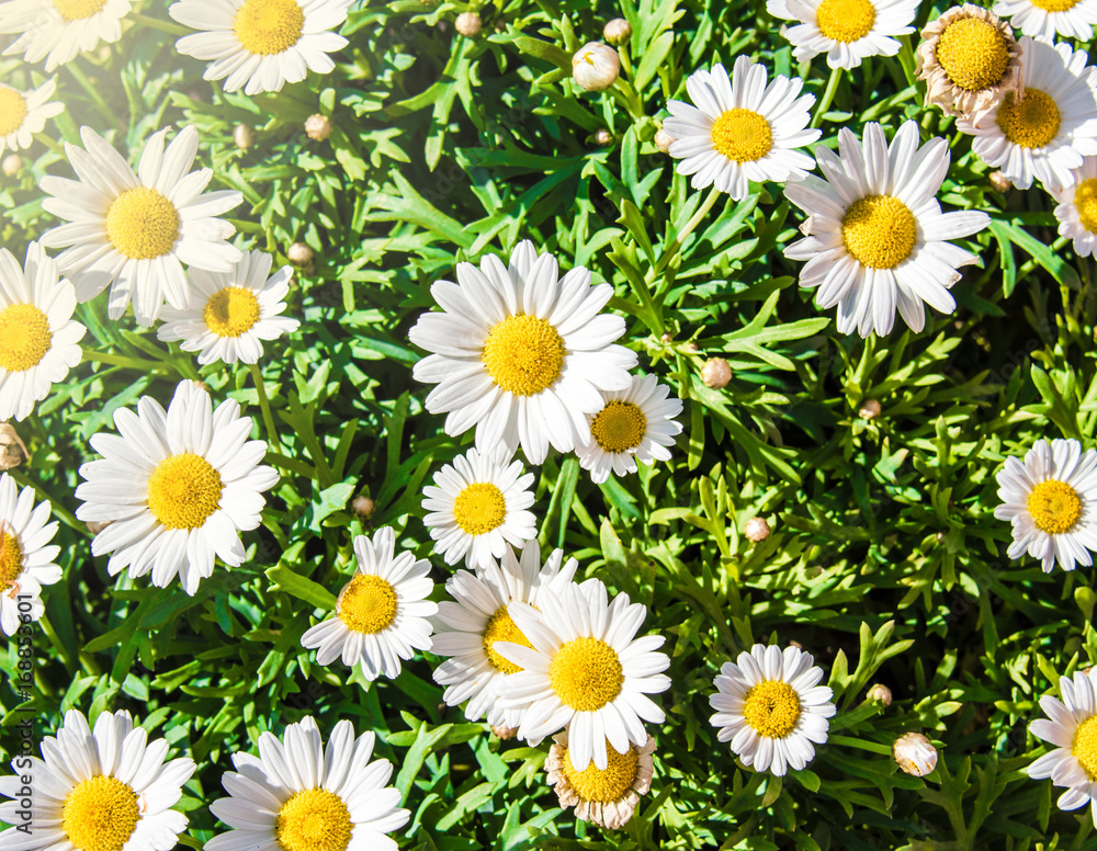 Obraz premium Flower bed of white daisy background